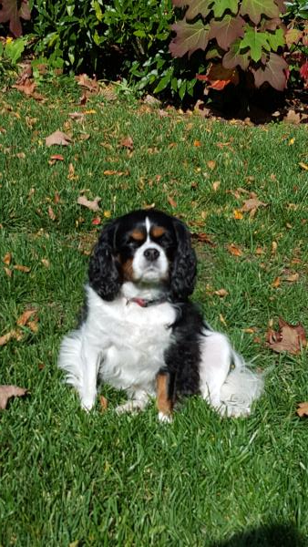 /Images/uploads/Humane Rescue Alliance/HRACalendarPhotoContest/entries/8555thumb.jpg